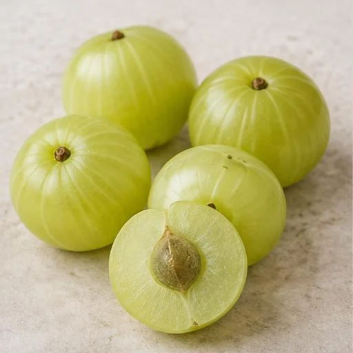 Illustrative botanical study of amla fruit