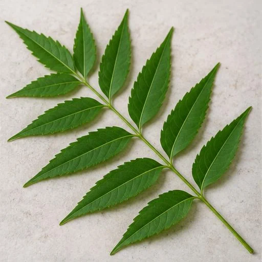 Illustrative Neem study